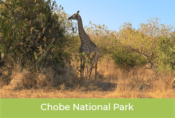 chobe-national-park